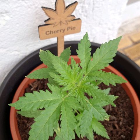 Cherry Pie growlog timeline photo