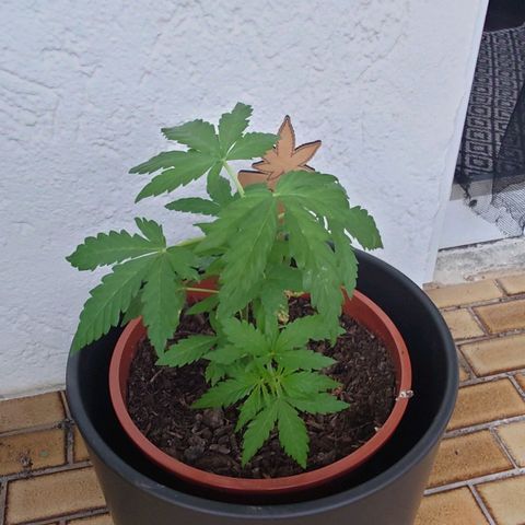 Cherry Pie growlog timeline photo