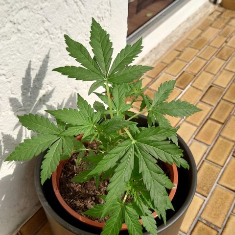 Cherry Pie growlog timeline photo