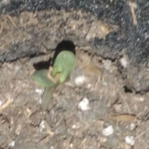 Auto Dark Purple growlog photo: Ciclo de luz:18/6

Sustrato: Santa Planta Mix Orgánico