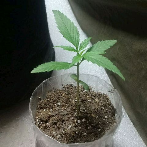 Semilla Regular (Pipe) growlog photo: Antes del transplante
