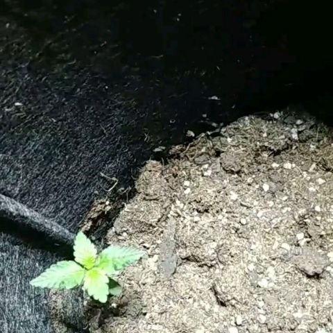 Auto Dark Purple growlog timeline photo