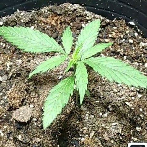 Semilla Regular (Pipe) growlog photo: Primera foto después del transplante.

Ciclo de luz 18/6.
Luz galponeras. 