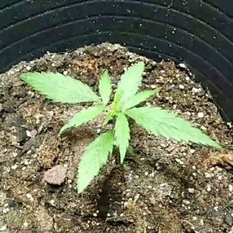 Semilla Regular (Pipe) growlog photo: Primera foto después del transplante.

Ciclo de luz 18/6.
Luz galponeras. 