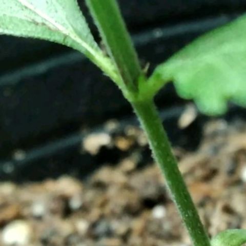 Semilla Regular (Pipe) growlog photo: ¿Es o no hembra?