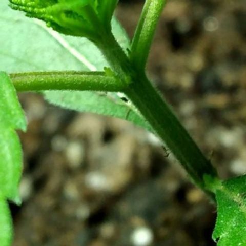 Semilla Regular (Pipe) growlog photo: ¿Es o no hembra?