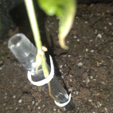 Auto Dark Purple growlog timeline photo