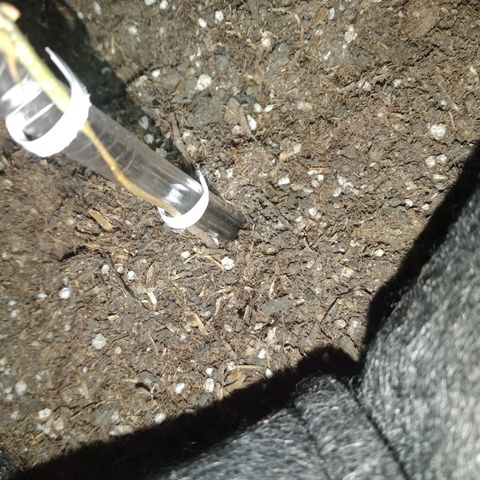 Auto Dark Purple growlog timeline photo