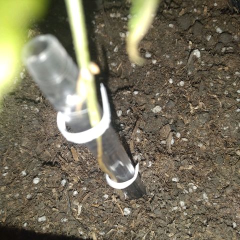 Auto Dark Purple growlog timeline photo