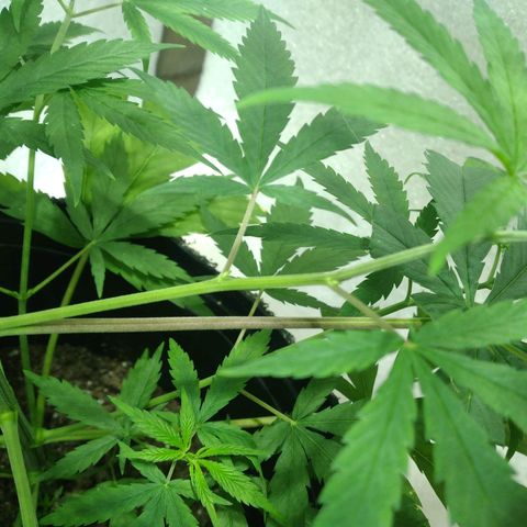 Semilla Regular (Pipe) growlog photo: ¿Listos para esquejar ?
Semana 9 