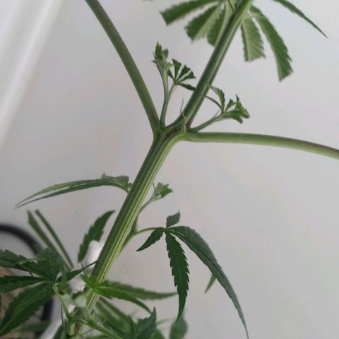 Semilla Regular (Pipe) growlog photo: Poda FIM a 6 brasitos
5 amarres de LST 

Ciclo de luz: 18/6
Distancia de lámpara: 50 cm 