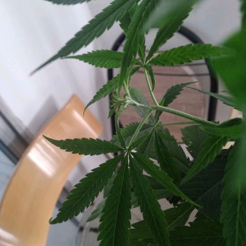 Semilla Regular (Pipe) growlog photo: Poda FIM a 6 brasitos
5 amarres de LST 

Ciclo de luz: 18/6
Distancia de lámpara: 50 cm 