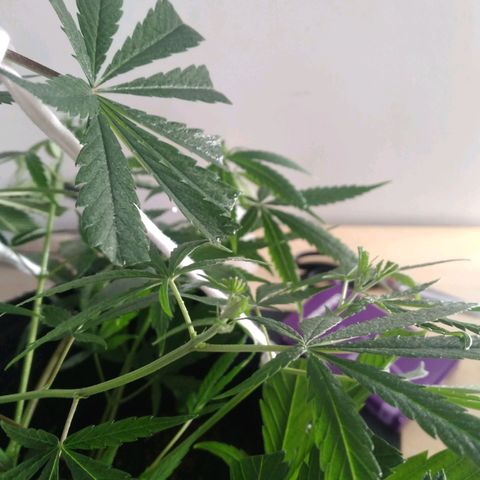 Semilla Regular (Pipe) growlog photo: Poda FIM a 6 brasitos
5 amarres de LST 

Ciclo de luz: 18/6
Distancia de lámpara: 50 cm 