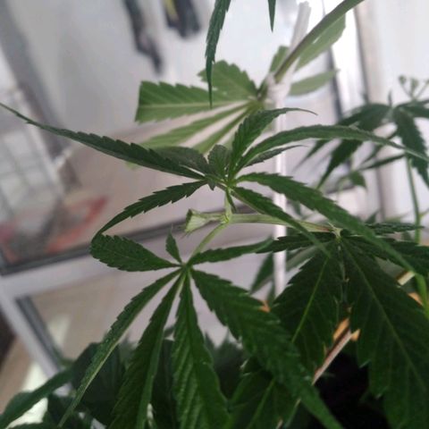 Semilla Regular (Pipe) growlog photo: Poda FIM a 6 brasitos
5 amarres de LST 

Ciclo de luz: 18/6
Distancia de lámpara: 50 cm 