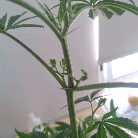 Semilla Regular (Pipe) growlog photo: Poda FIM a 6 brasitos
5 amarres de LST 

Ciclo de luz: 18/6
Distancia de lámpara: 50 cm 