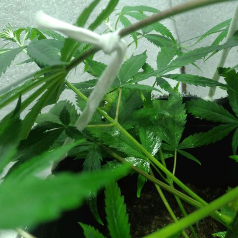 Semilla Regular (Pipe) growlog photo: Poda FIM a 6 brasitos
5 amarres de LST 

Ciclo de luz: 18/6
Distancia de lámpara: 50 cm 