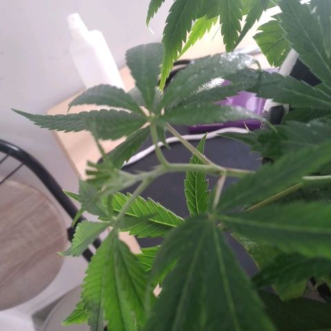 Semilla Regular (Pipe) growlog photo: Poda FIM a 6 brasitos
5 amarres de LST 

Ciclo de luz: 18/6
Distancia de lámpara: 50 cm 