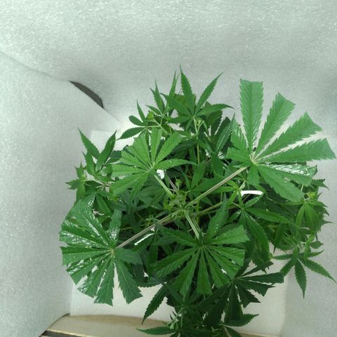 Semilla Regular (Pipe) growlog photo: Poda FIM a 6 brasitos
5 amarres de LST 

Ciclo de luz: 18/6
Distancia de lámpara: 50 cm 