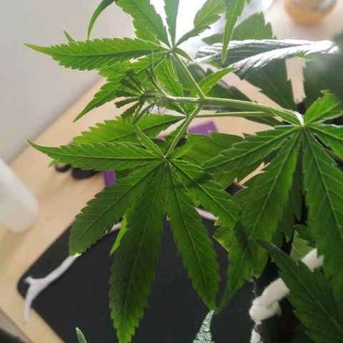 Semilla Regular (Pipe) growlog photo: Poda FIM a 6 brasitos
5 amarres de LST 

Ciclo de luz: 18/6
Distancia de lámpara: 50 cm 