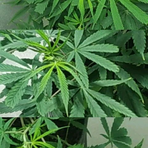 Semilla Regular (Pipe) growlog photo: Avance después de poda FIM
Total de brazos: 22

Últimos días de vegetación. 🌱