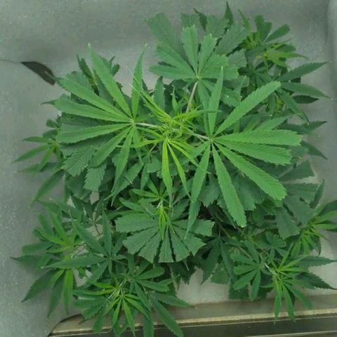 Semilla Regular (Pipe) growlog photo: Avance después de poda FIM
Total de brazos: 22

Últimos días de vegetación. 🌱