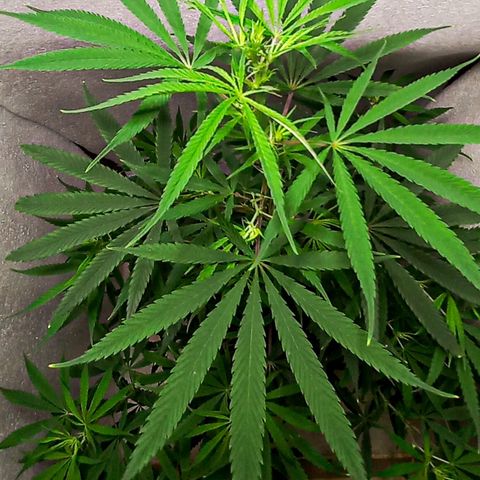 Semilla Regular (Pipe) growlog timeline photo