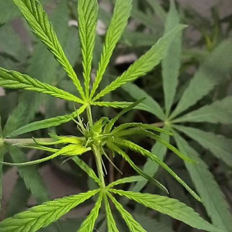 Semilla Regular (Pipe) growlog timeline photo