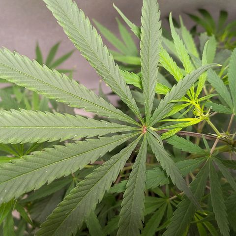 Semilla Regular (Pipe) growlog timeline photo