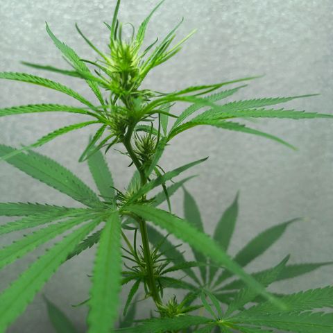 Semilla Regular (Pipe) growlog timeline photo