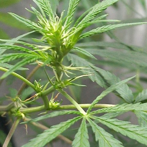 Semilla Regular (Pipe) growlog timeline photo