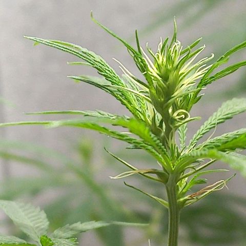 Semilla Regular (Pipe) growlog timeline photo