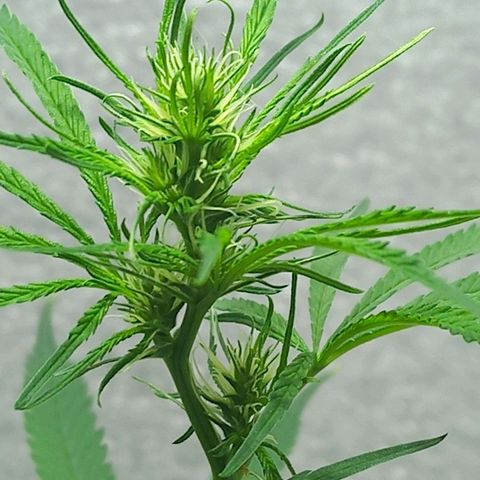 Semilla Regular (Pipe) growlog timeline photo