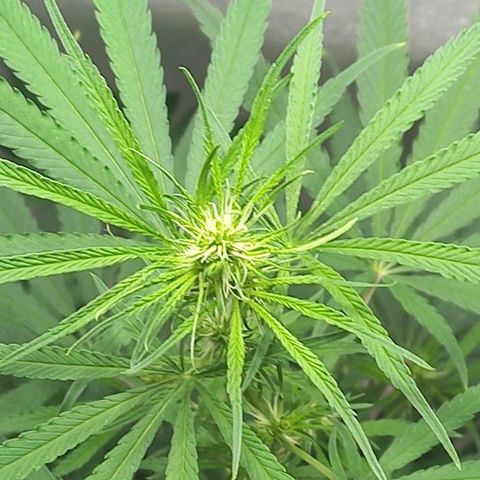 Semilla Regular (Pipe) growlog timeline photo