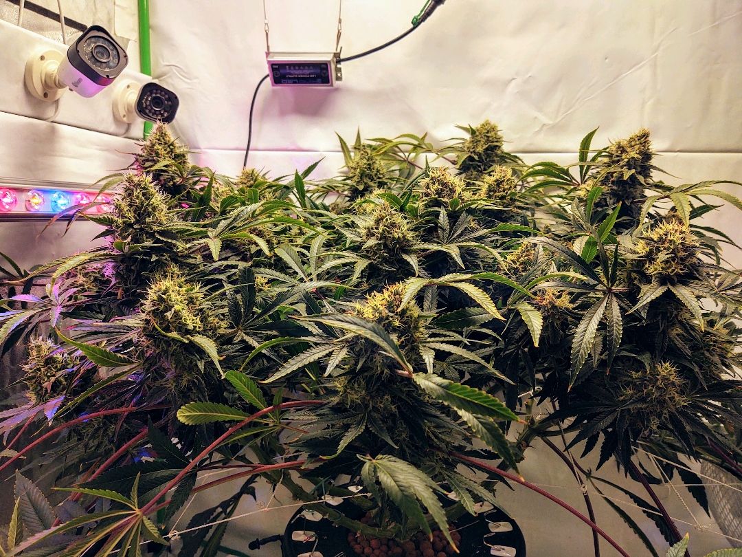 Obi-Wan Kush growlog header
