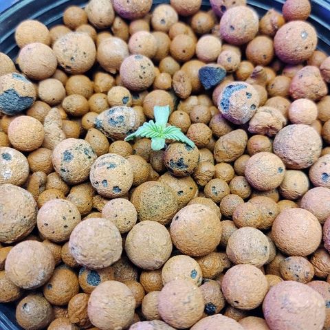 Obi-Wan Kush growlog photo