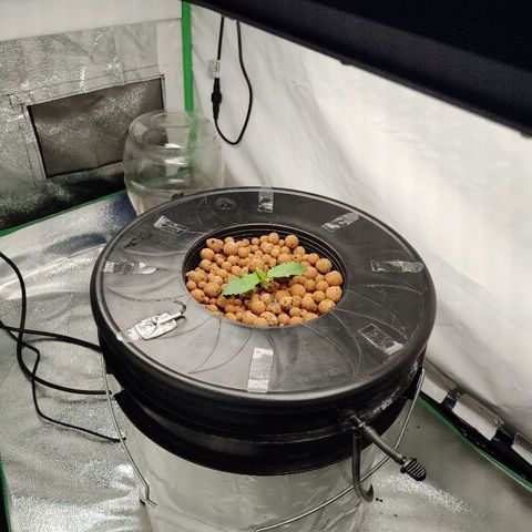 Obi-Wan Kush growlog photo