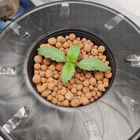 Obi-Wan Kush growlog photo