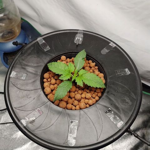 Obi-Wan Kush growlog photo