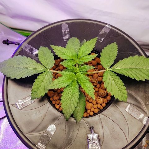 Obi-Wan Kush growlog timeline photo