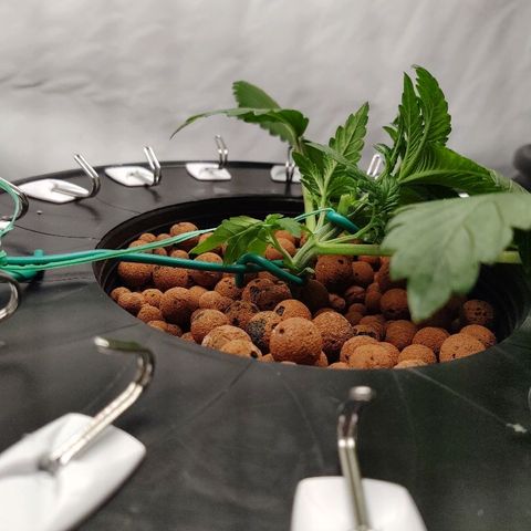 Obi-Wan Kush growlog timeline photo