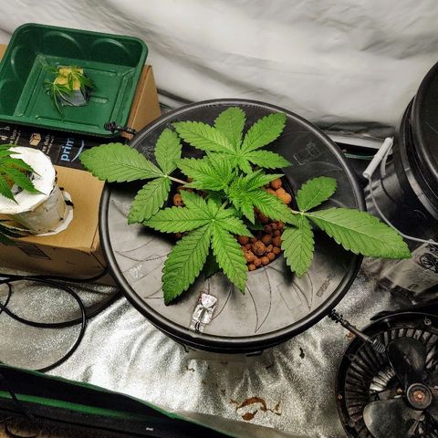 Obi-Wan Kush growlog timeline photo