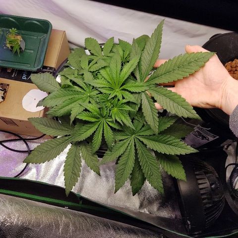 Obi-Wan Kush growlog timeline photo