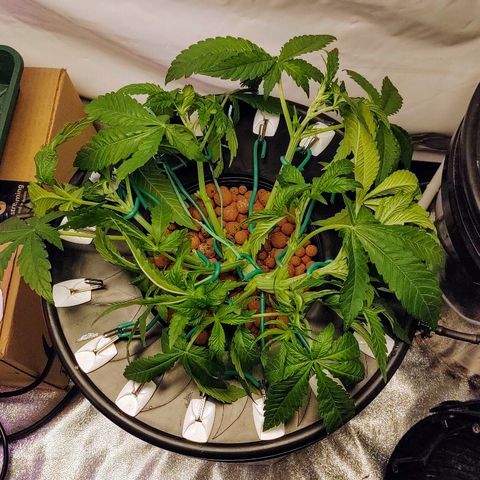 Obi-Wan Kush growlog timeline photo