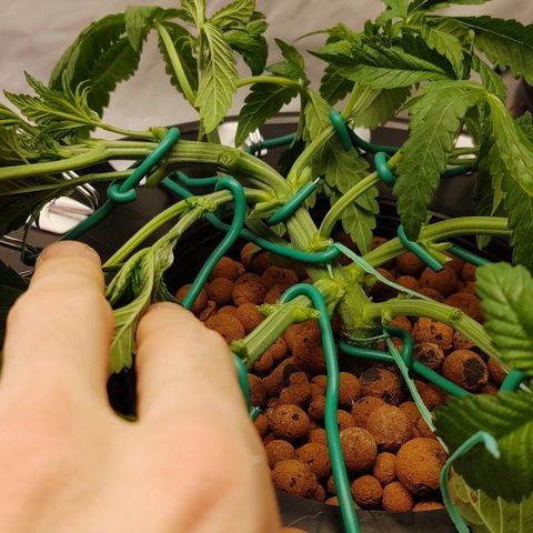 Obi-Wan Kush growlog timeline photo