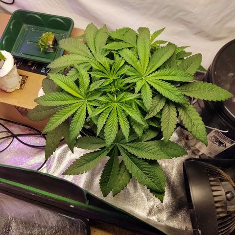 Obi-Wan Kush growlog timeline photo
