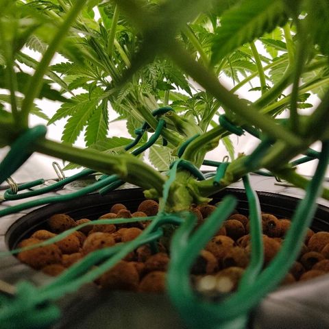 Obi-Wan Kush growlog timeline photo