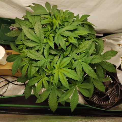 Obi-Wan Kush growlog timeline photo