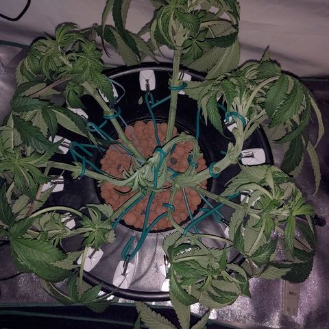 Obi-Wan Kush growlog timeline photo