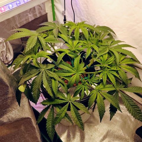 Obi-Wan Kush growlog timeline photo