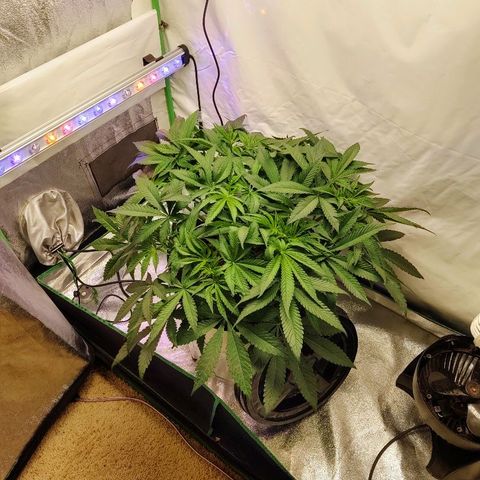 Obi-Wan Kush growlog timeline photo